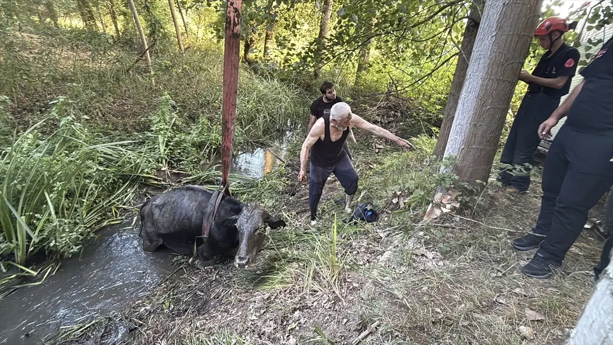 Bataklığa Saplanan İnek Kurtarıldı
