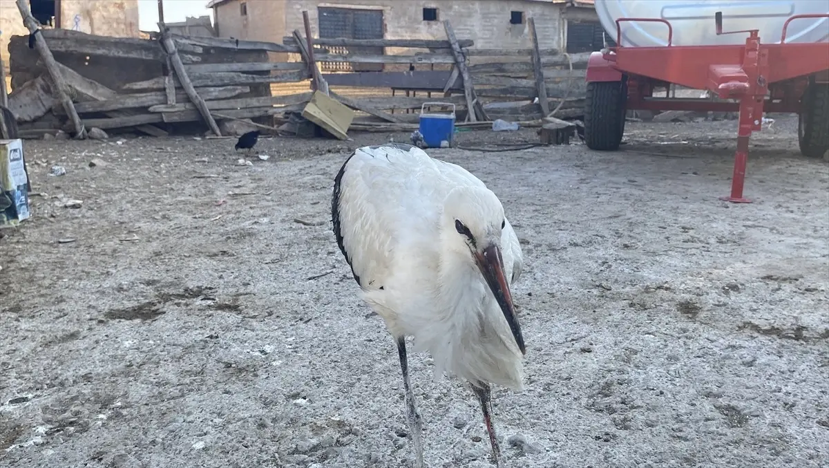 Tufaner Ailesi Yaralı Leyleğe Sahip Çıktı