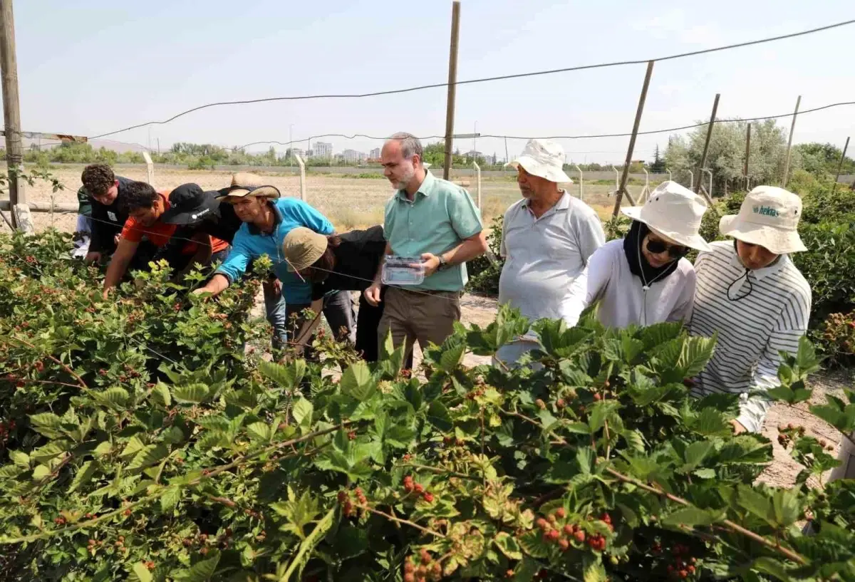 NÖHÜ'de Jumbo Böğürtlen Hasadı Başladı