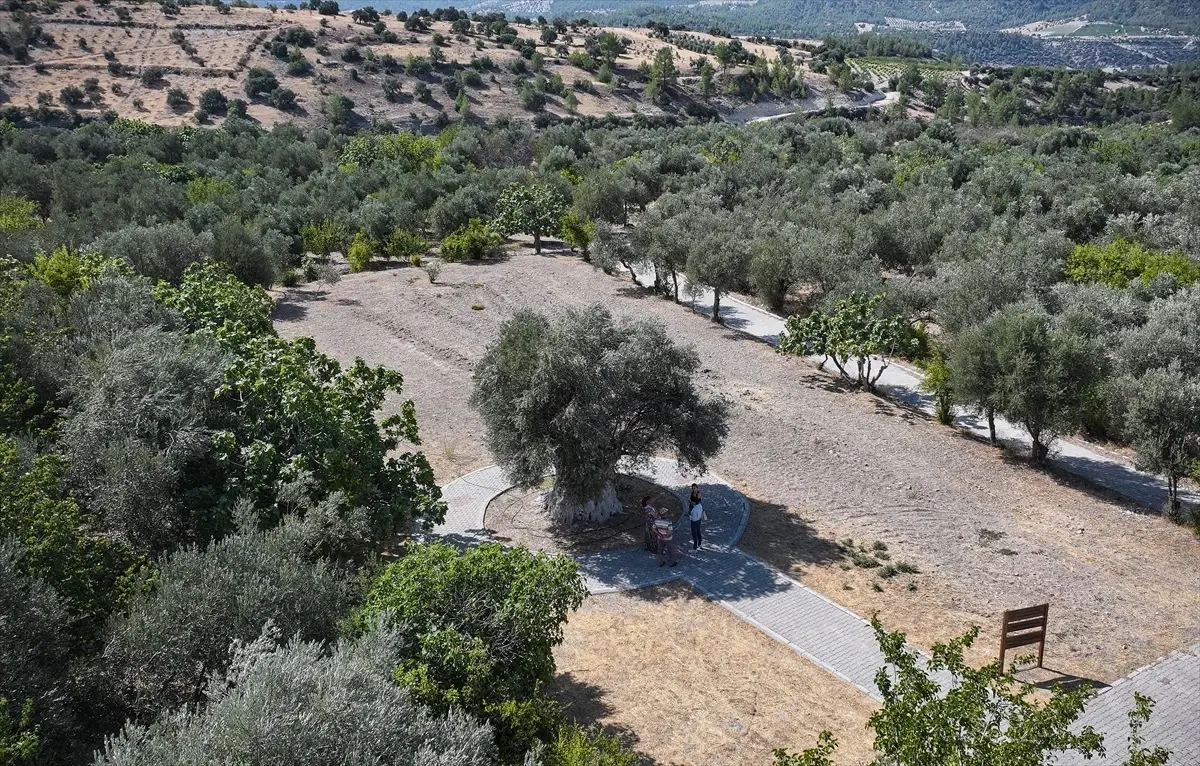 Mersin'deki 1316 Yaşındaki Anıt Zeytin Ağacı