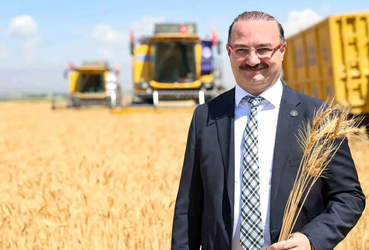 Erzurum'da Buğday Hasadı Başladı