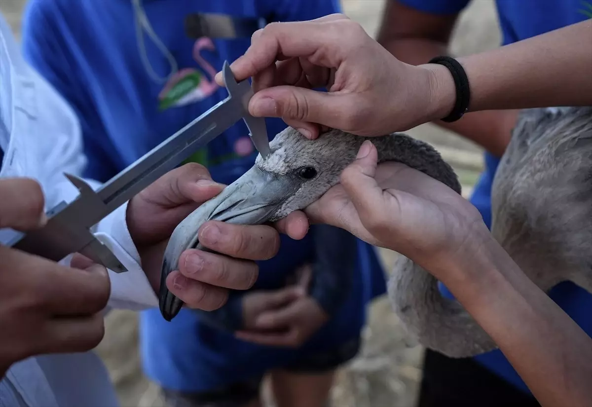 İzmir Kuş Cenneti'nde Flamingo Halkalama Çalışması