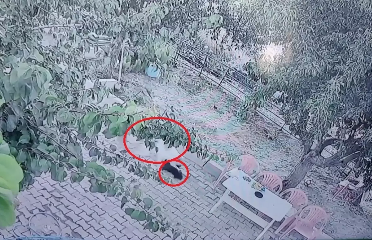Sokak Köpekleri Yavru Köpeğe Saldırdı