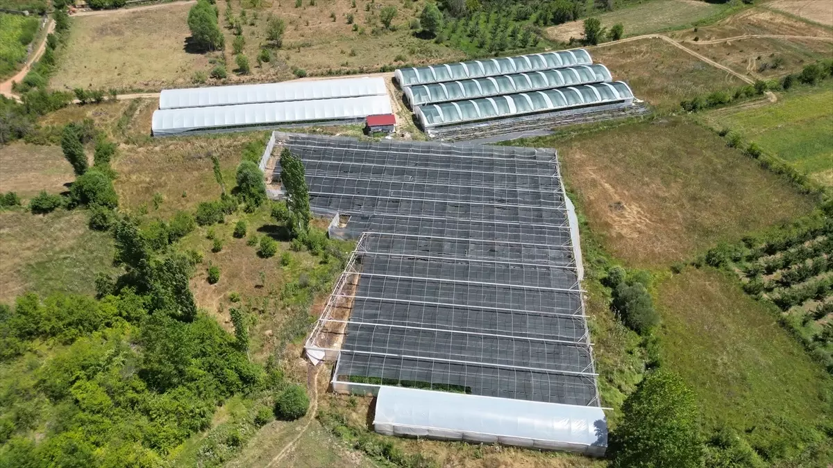 Isparta'da Ahududu Hasadı Başladı