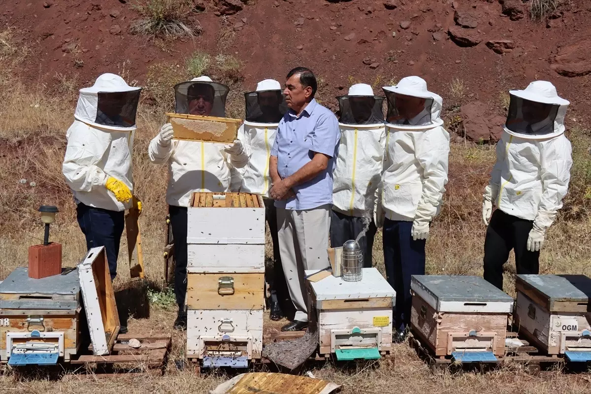 Erzincan'da Geven Balı Hasadı Yapıldı
