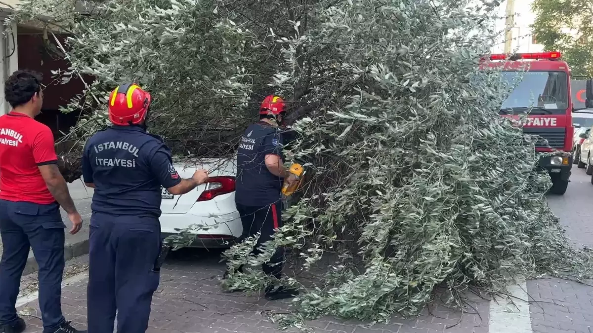Avcılar'da Şiddetli Rüzgar Ağaçları Devrildi