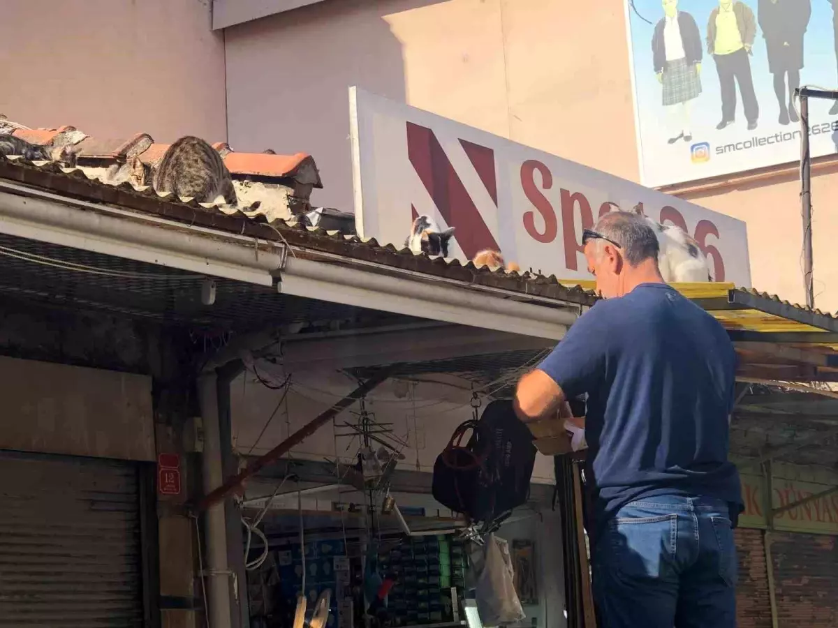 Esnaf, Sokak Kedilerini Besliyor
