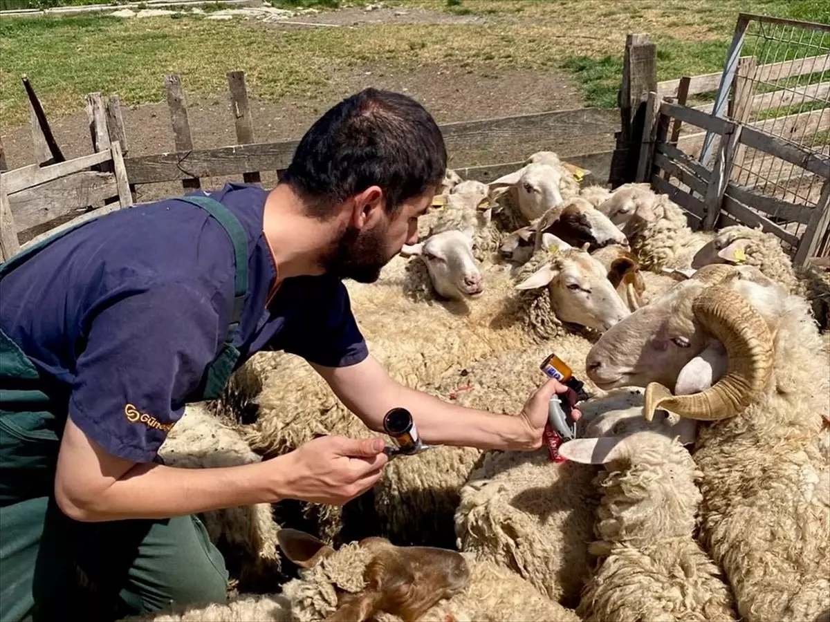 Kırklareli'nde Küçükbaş Aşılamaları Sürüyor