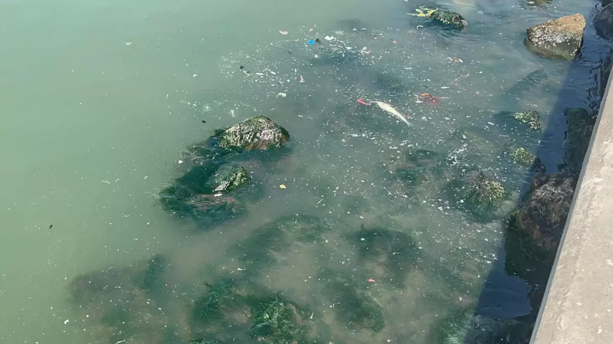 İzmir Körfezi'nde Balık Ölümleri ve Kirlilik