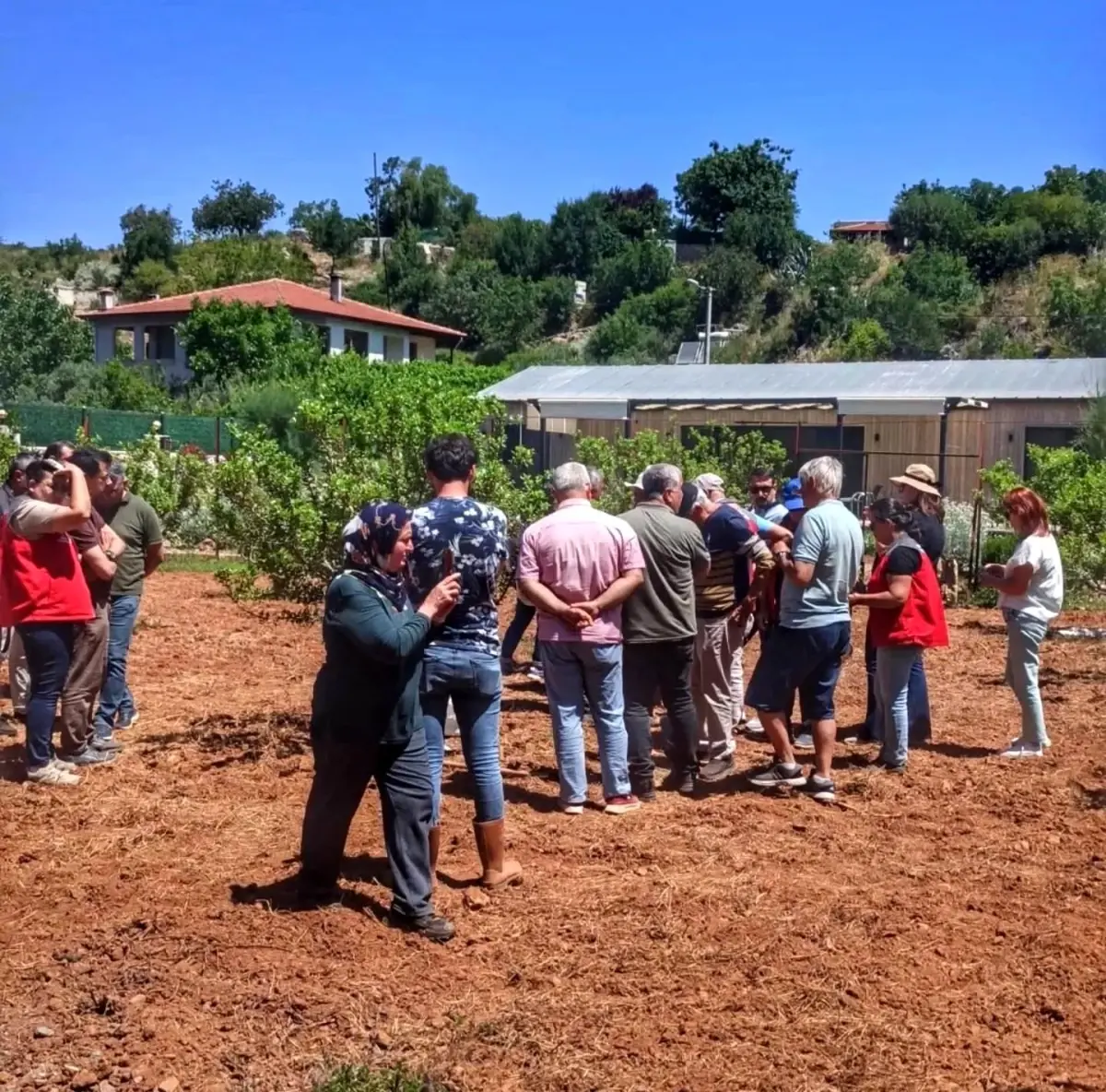 Muğla'da Sakız Ağacı Tarla Günü