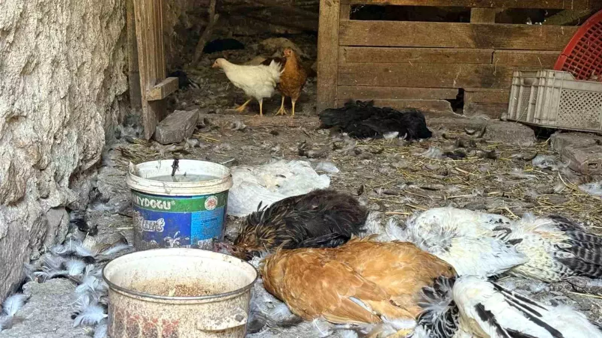 Köpek saldırısında 40 tavuğunu kaybeden girişimciden feryat