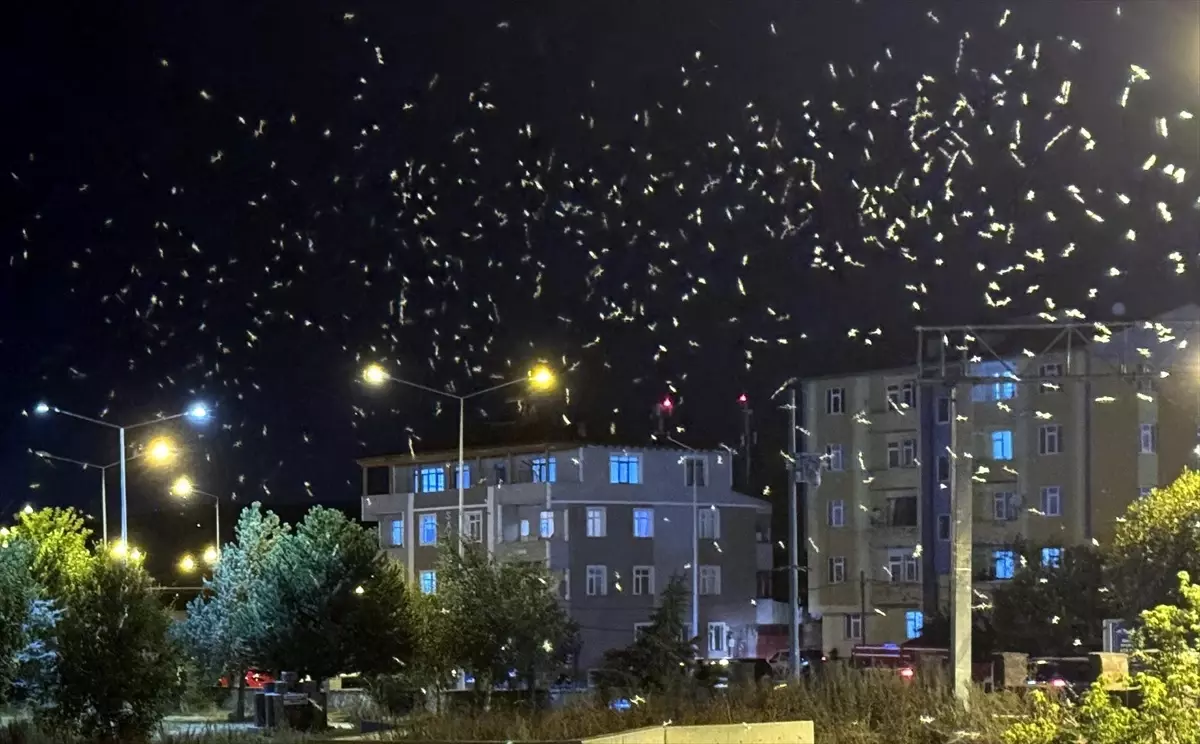 Ardahan'da Sineklerin Ölüm Dansı