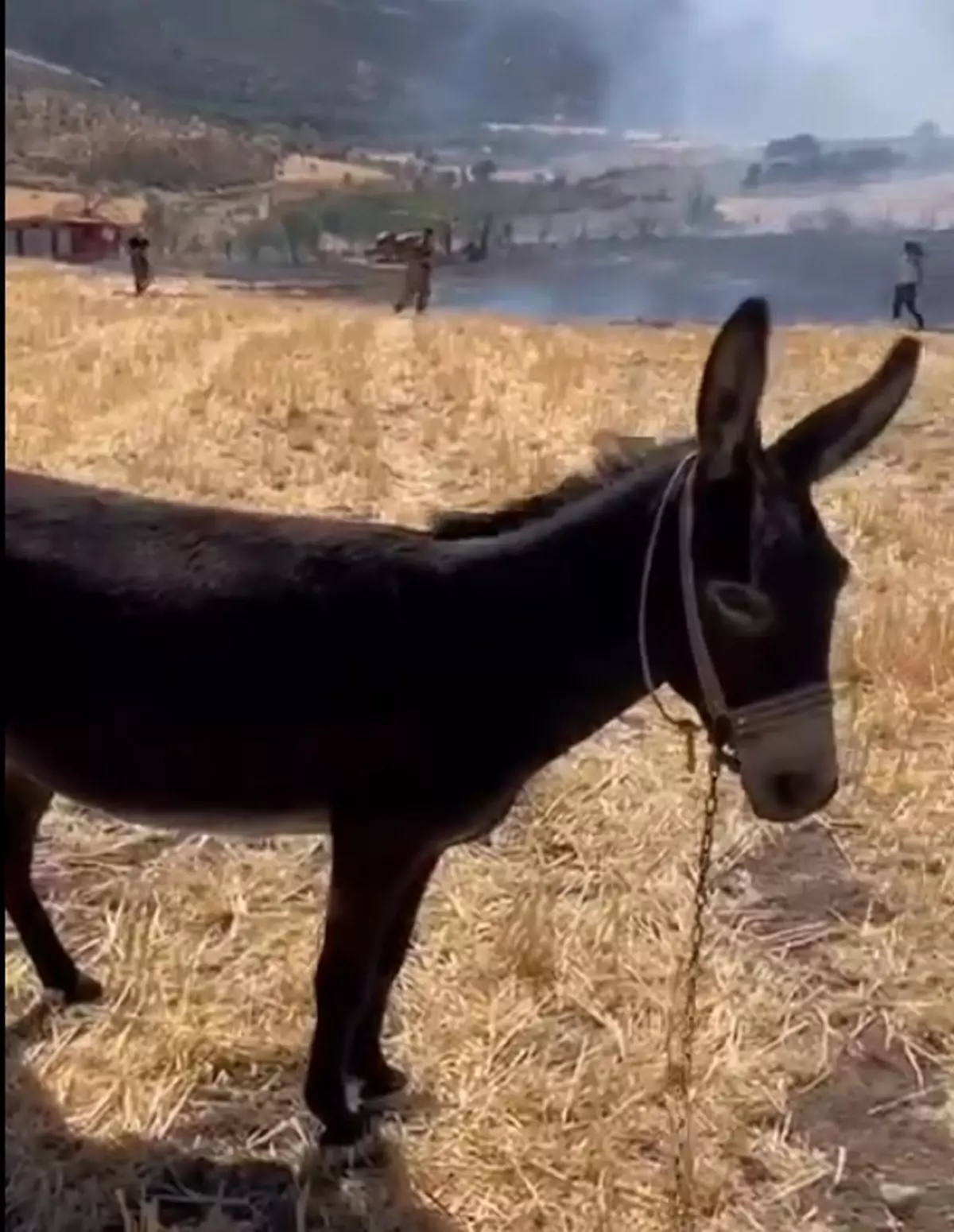 Güncel