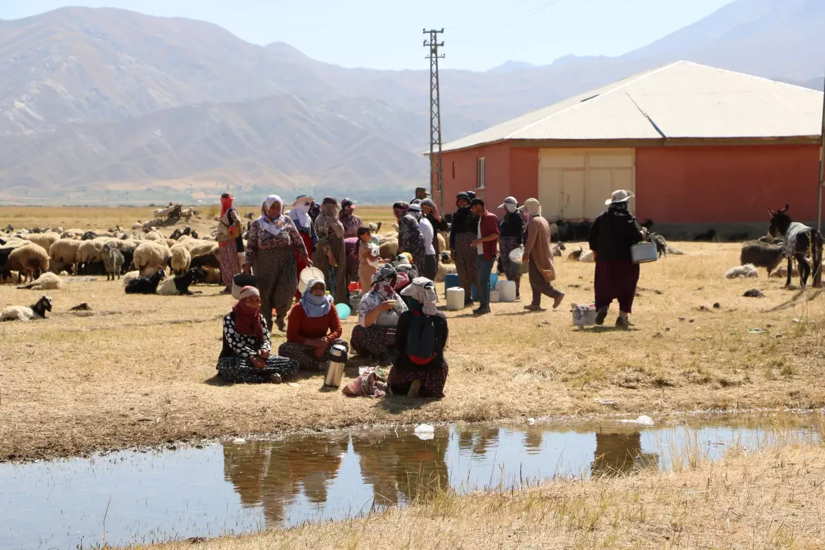Yüksekova'da Berivanlar Yayla Hayatına Döndü