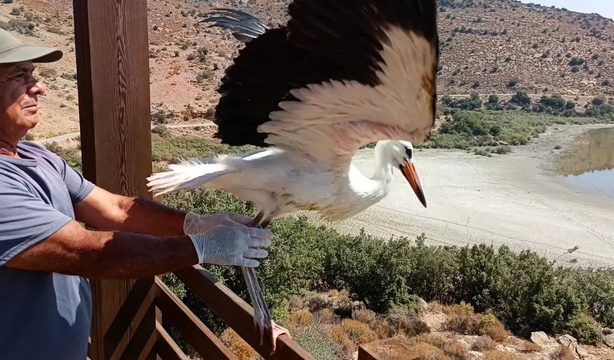 Leylek ve Flamingo Bafa Gölü'ne Salındı