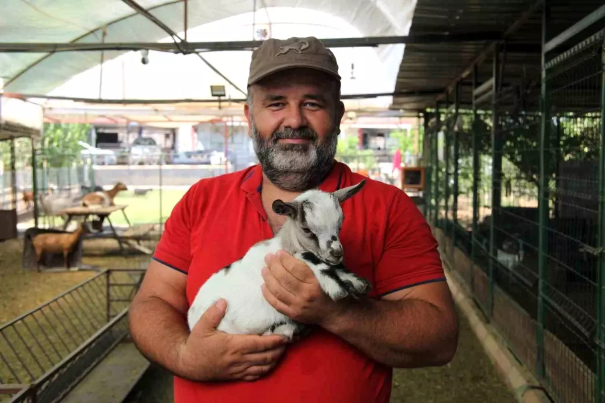 Keçinin Poşet Macerası Gülümsetti
