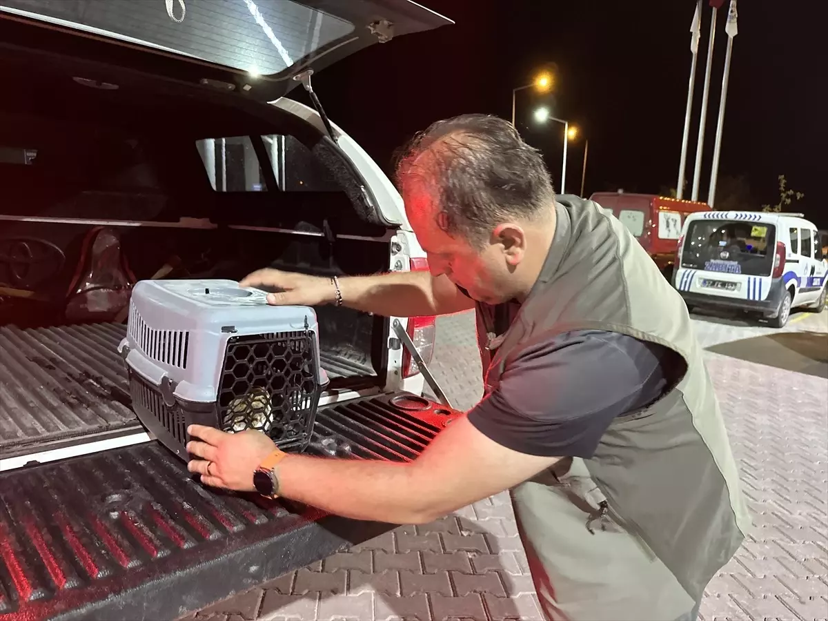 Yaralı Peçeli Baykuş Koruma Altında