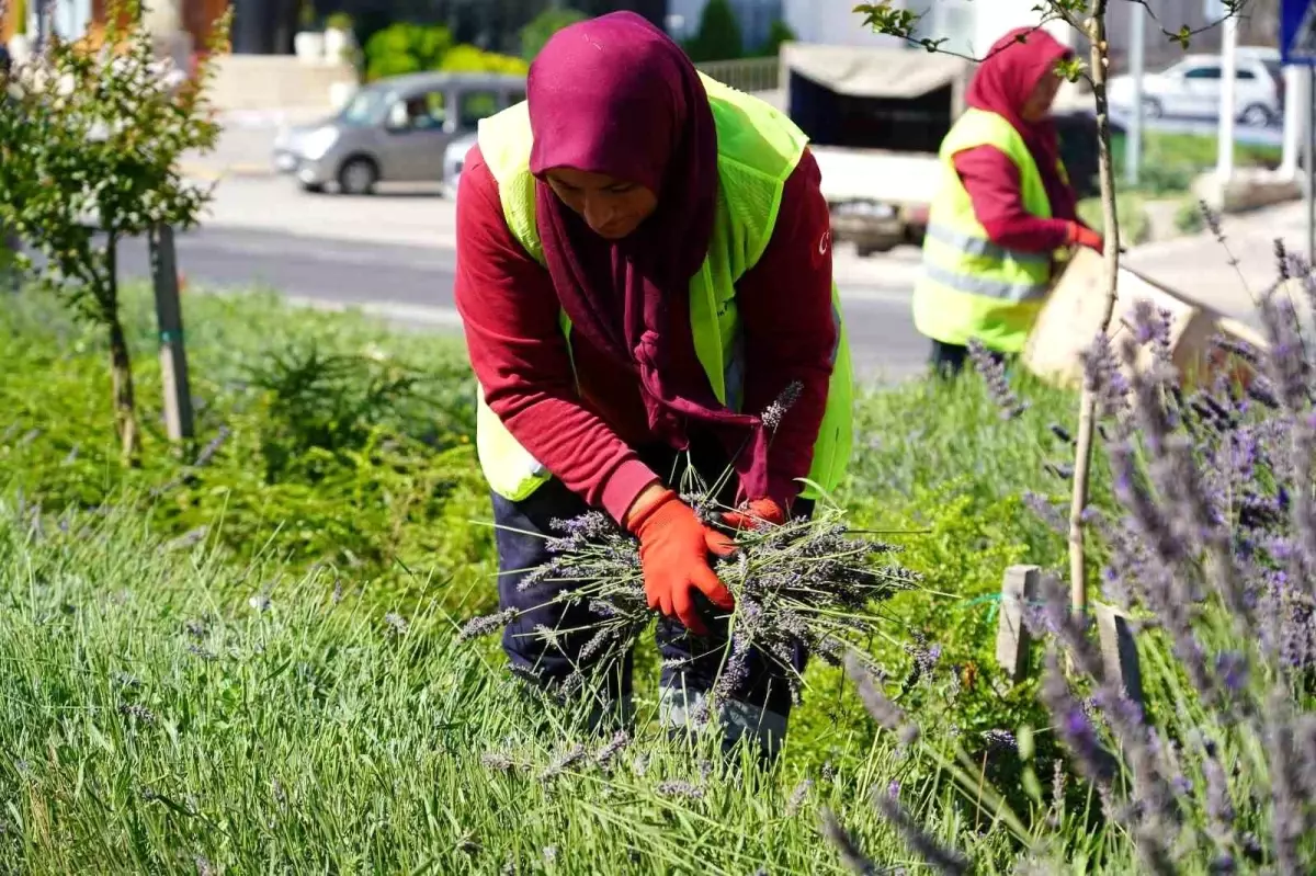 Bilecik'te Lavanta Hasadı Başladı: Kadın Kooperatifine Destek