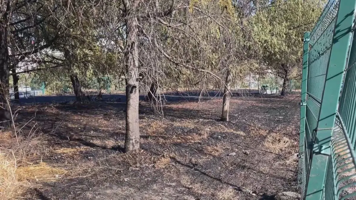 Şişli'de Ağaçlık Alanda Yangın
