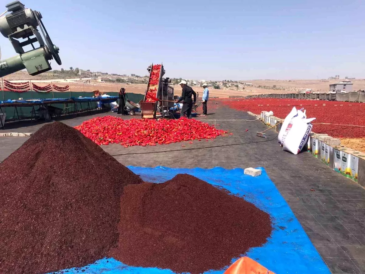 Şanlıurfa'da İsot Üretimi Başladı