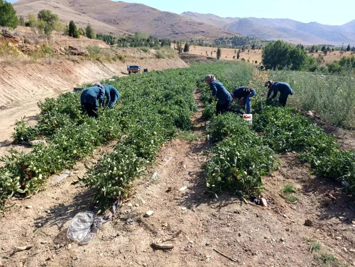 Doğanşehir'de Kadın Kooperatifinden Organik Domates Hasadı