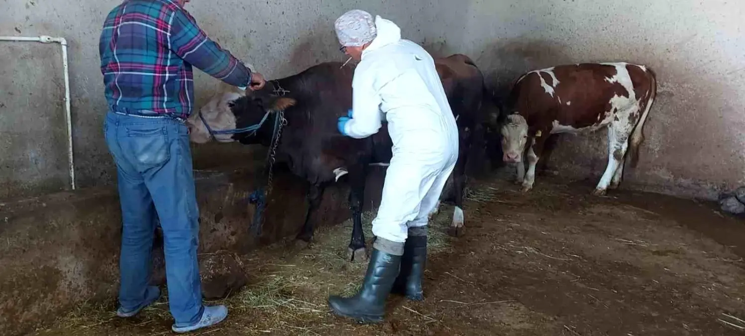 Afyonkarahisar'da Sığır Tüberkülozu Taraması Başlatıldı