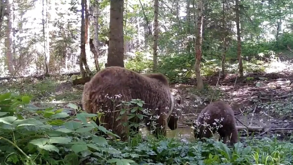 Kastamonu'da Anne Ayı ve Yavrusu Fotokapanda
