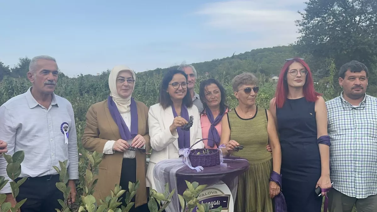 Yalova'da Aronya Hasadı Başladı