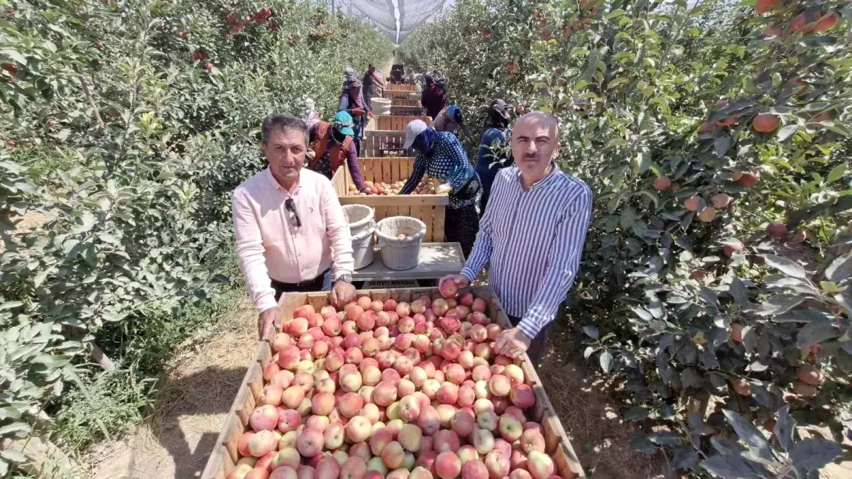 Karaman'da Elma Hasadı Zirai Donla Etkilendi