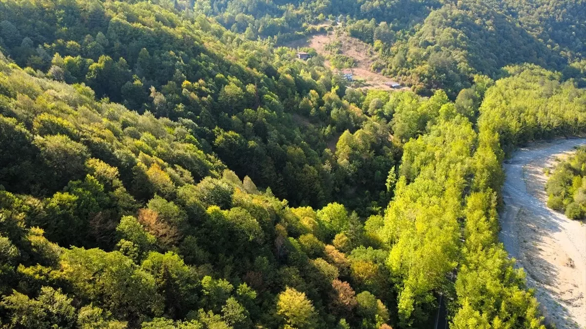 Safranbolu'nun Doğal Ağaç Tüneli