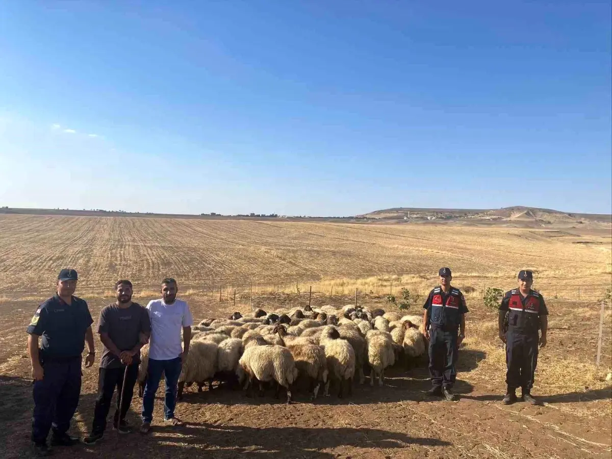 Kayıp Koyunlar Dron ile Bulundu