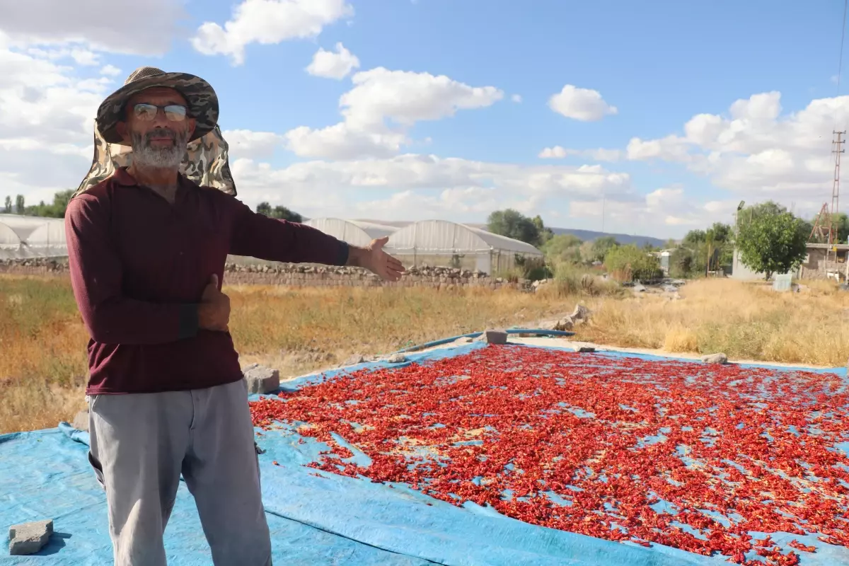 Cırgalan Biberinde Kurutma Mesaisi Başladı