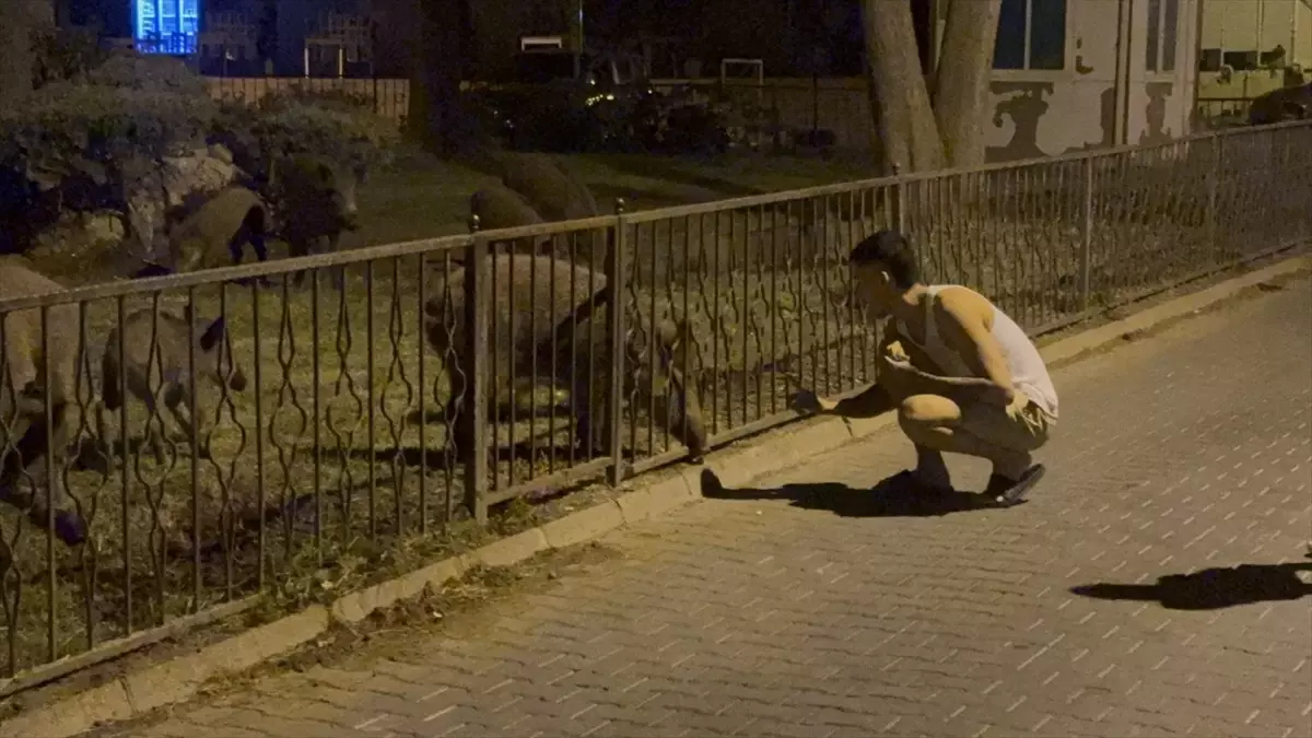 Marmaris'te Aç Kalan Domuzlar Şehir Merkezinde