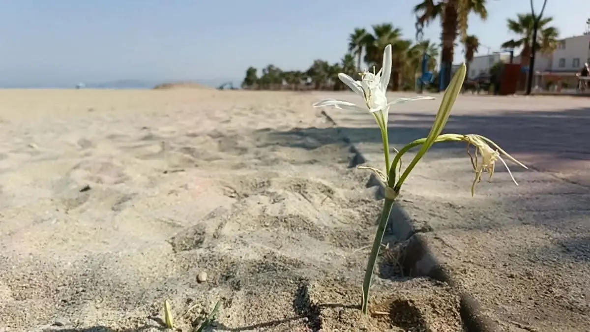 Yıllar sonra açan 'kum zambağı' koruma altına alındı