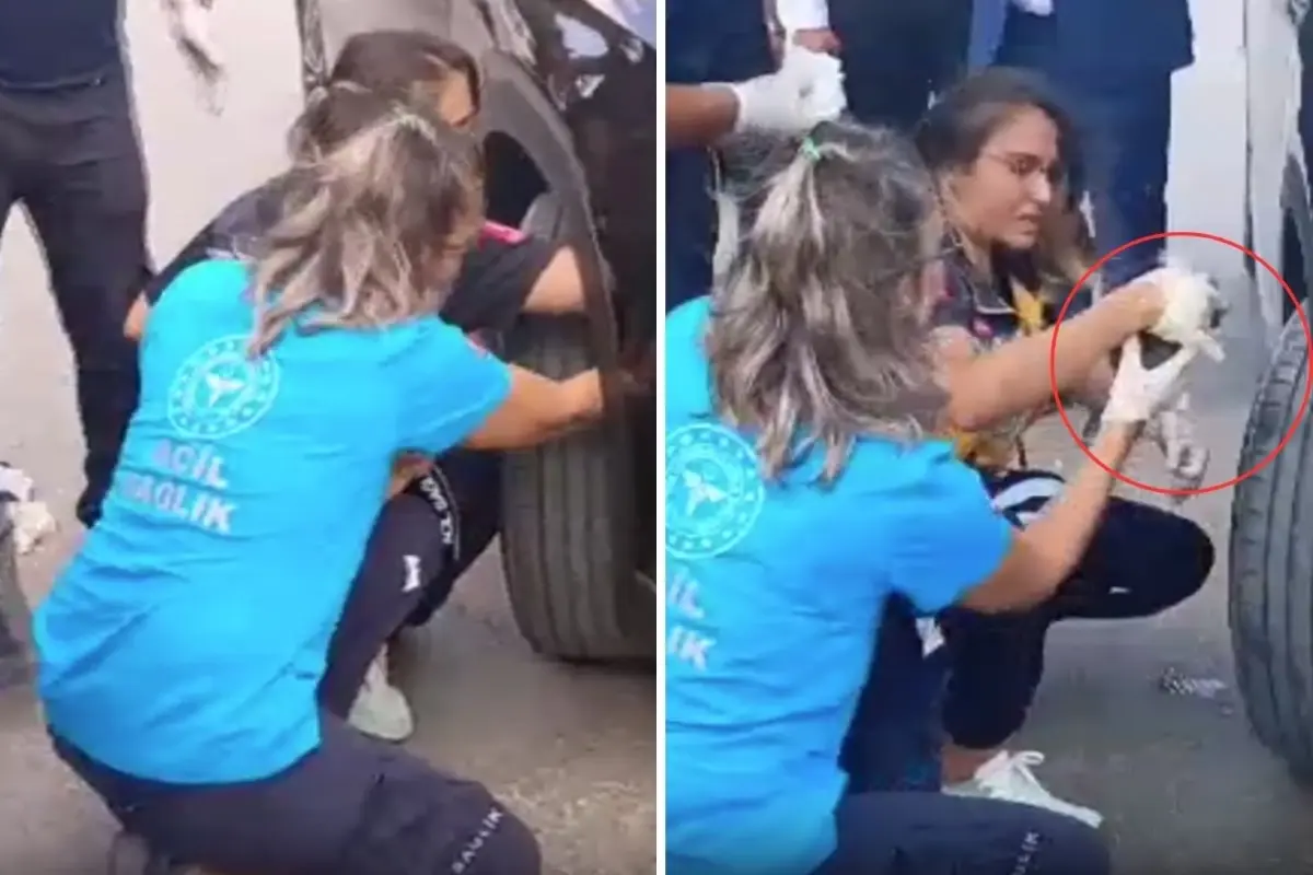 Bakan'ın Konvoyuna Sıkışan Kedi Kurtarıldı
