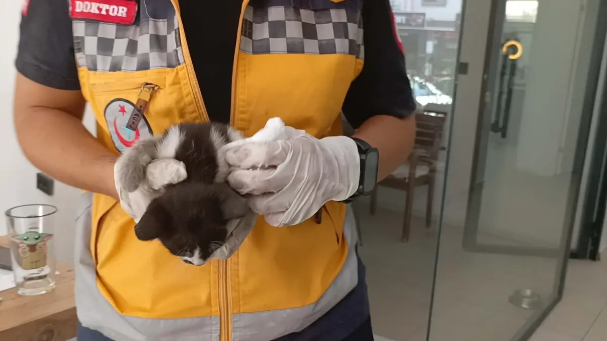 Bakan Tunç'un Konvoyunda Yavru Kedi Kurtarıldı