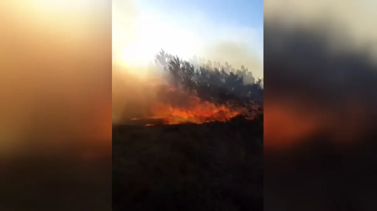 Mudanya'da Yangın Ormana Sıçradı