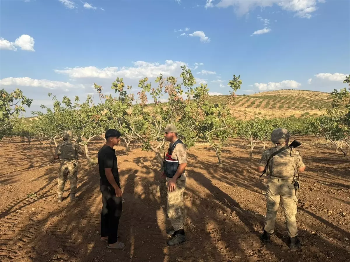 Siirt'te Fıstık Koruma Denetimleri