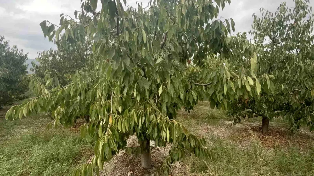 Tokat'ta Kiraz Üretimi Don nedeniyle Sıfırlandı