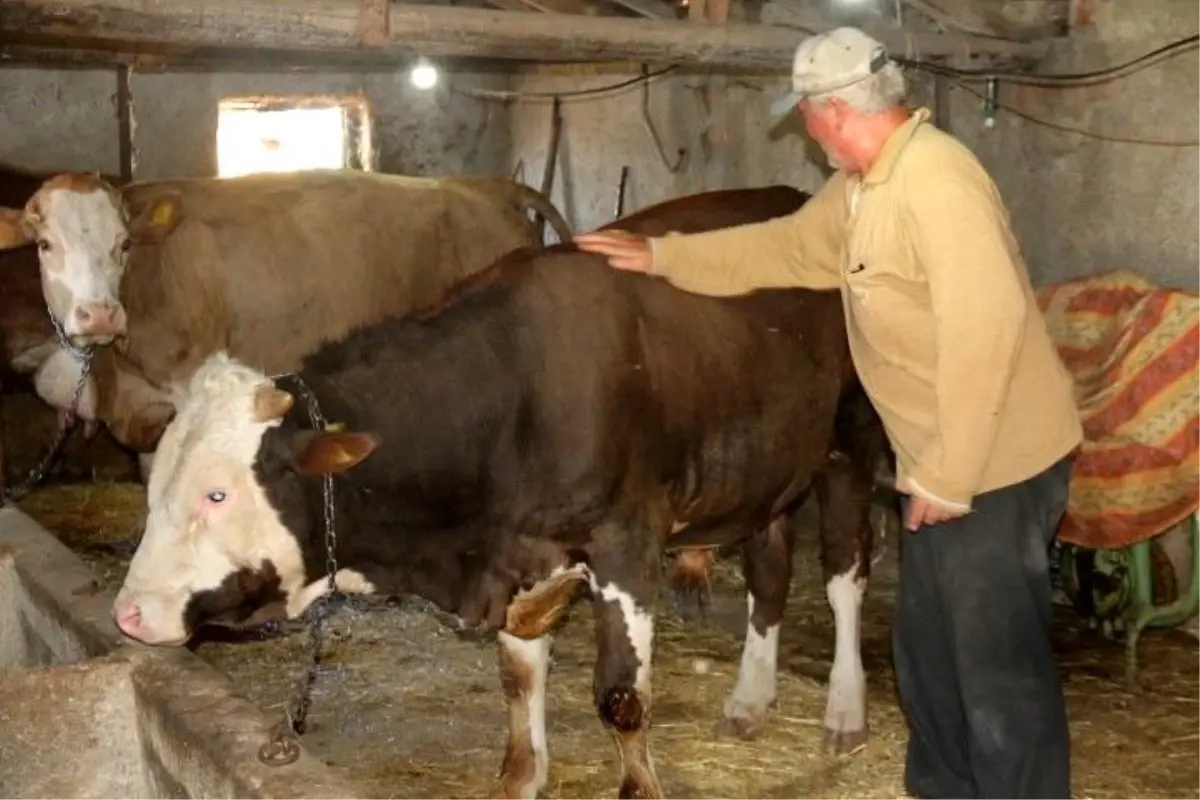 Emekli Mühendisin Huzur Arayışı
