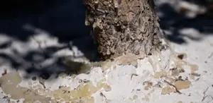 Uyuşturucu Operasyonunda Tutuklama