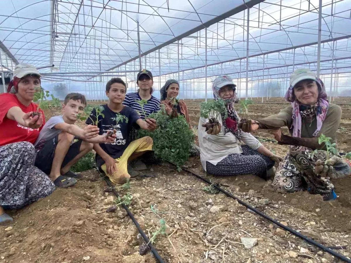 Aksu'da Güz Fide Dikimleri Başladı
