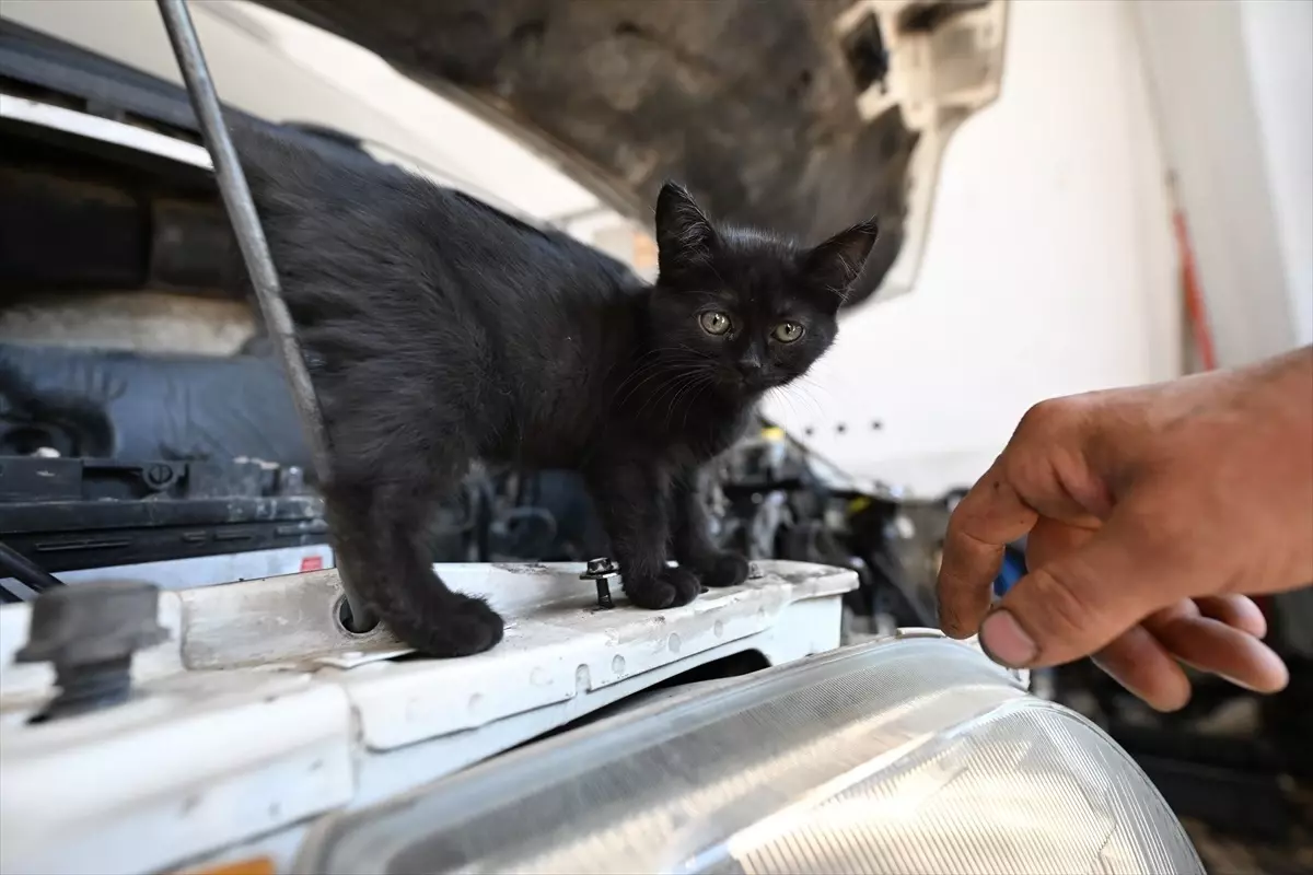 Tamirhanede Bir Kedi Yavrusunun Yeni Yuvası