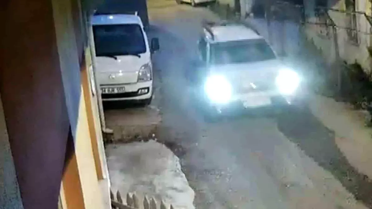 Sinop'ta Yavru Kedi Kazası