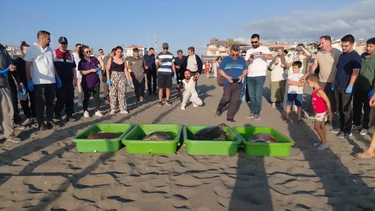 Caretta Carettalar Denize Kavuştu