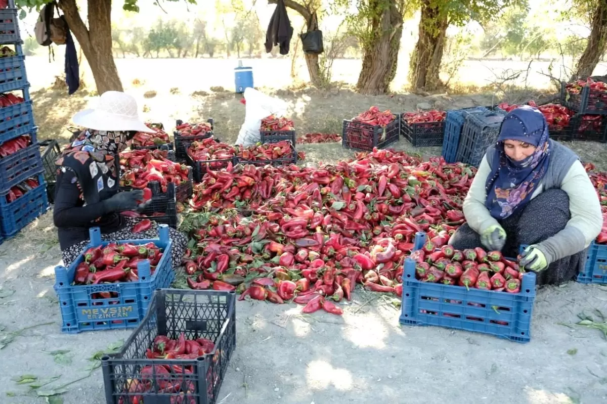 Kadınların Gücüyle 100 Ton Üretim