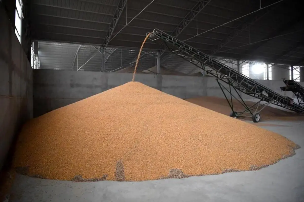 Çin'de Sonbahar Tahıl Hasadı için Önlemler