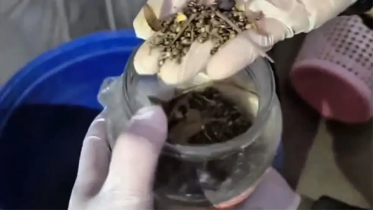 Hatay'da Uyuşturucu Operasyonu