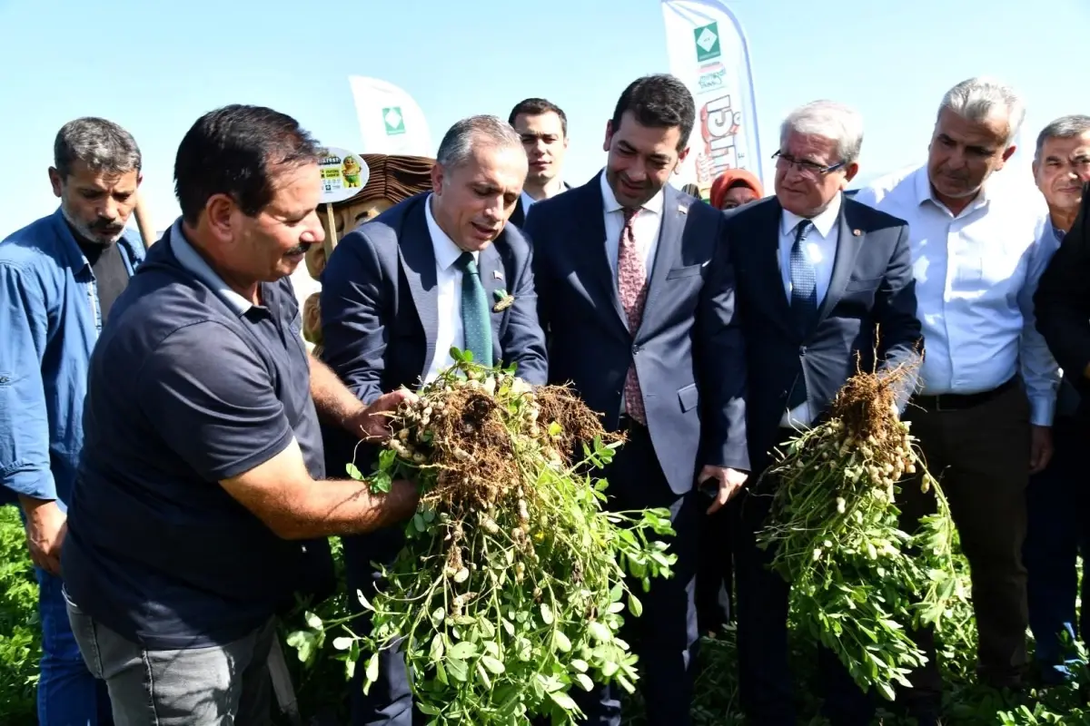 Osmaniye Fıstık Festivali'ne hazırlanıyor