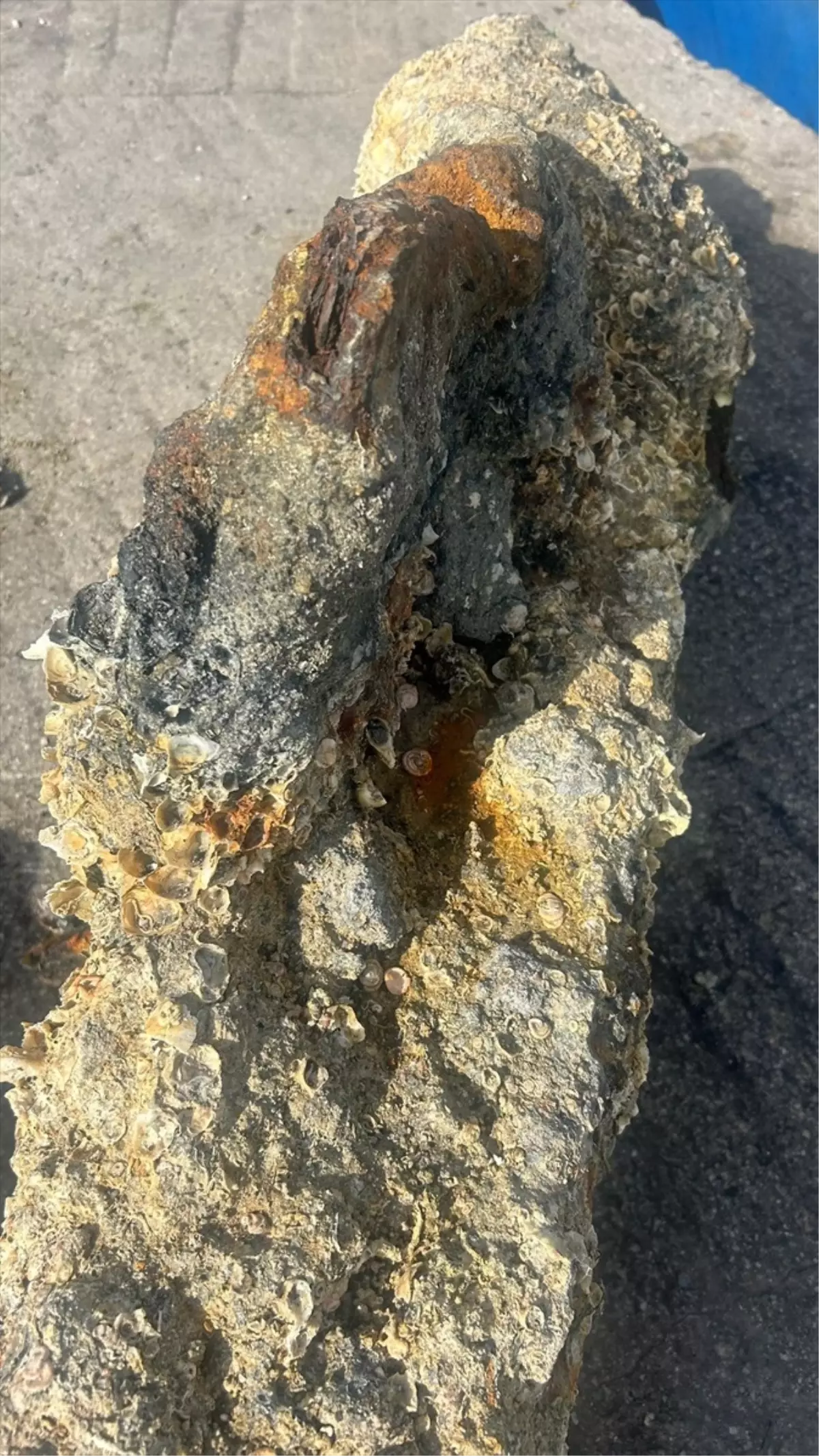 Geyikli'de 200 Yıllık Çapa Bulundu